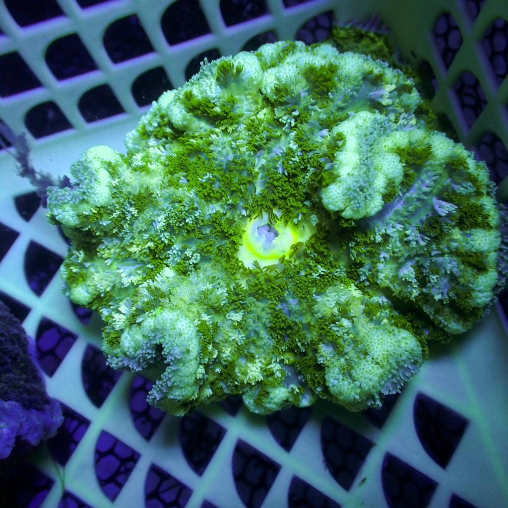 WYSIWYG Neon Green Splatter Carpet Anemone (3-5") - Corals Anonymous