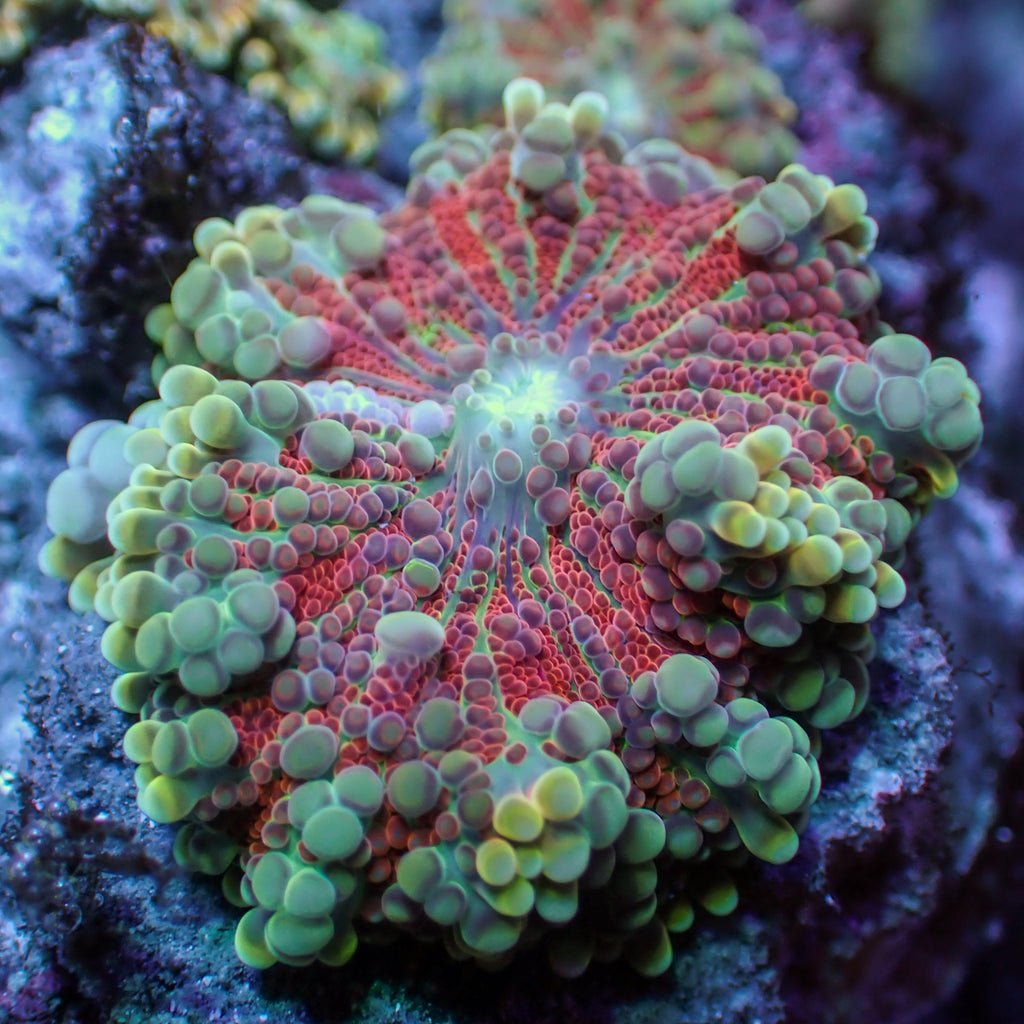 WYSIWYG Ultra Red Comet Rainbow Yuma Mushroom - Corals Anonymous