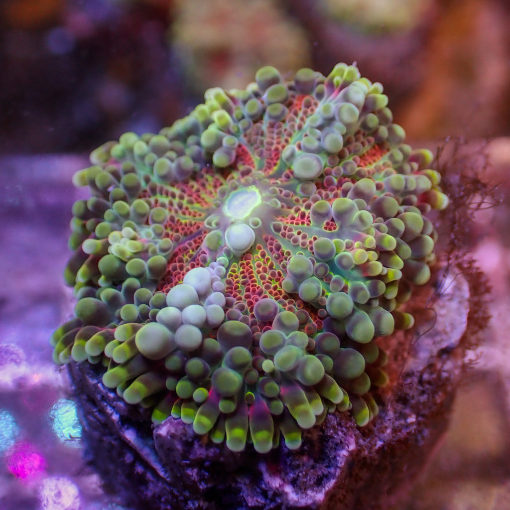 WYSIWYG Ultra Red Comet Rainbow Yuma Mushroom - Corals Anonymous