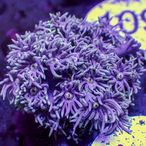 WYSIWYG Purple Haze Goniopora (1-2” Frag)