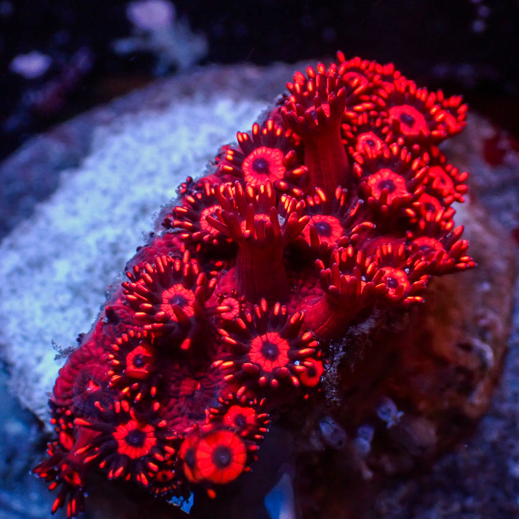 WYSIWYG Bright Superman Red Goniopora (1-2") - Corals Anonymous