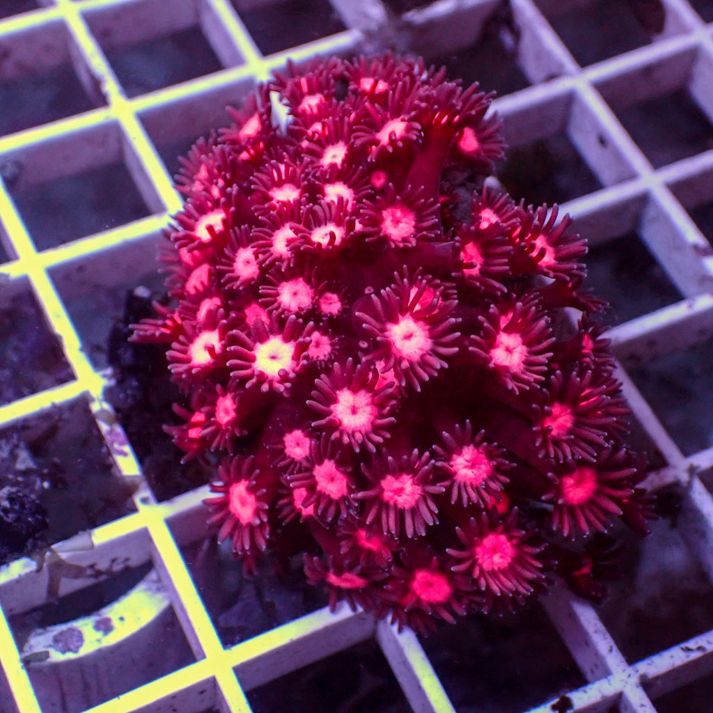 WYSIWYG Passion Pink Goniopora (1-2") - Corals Anonymous