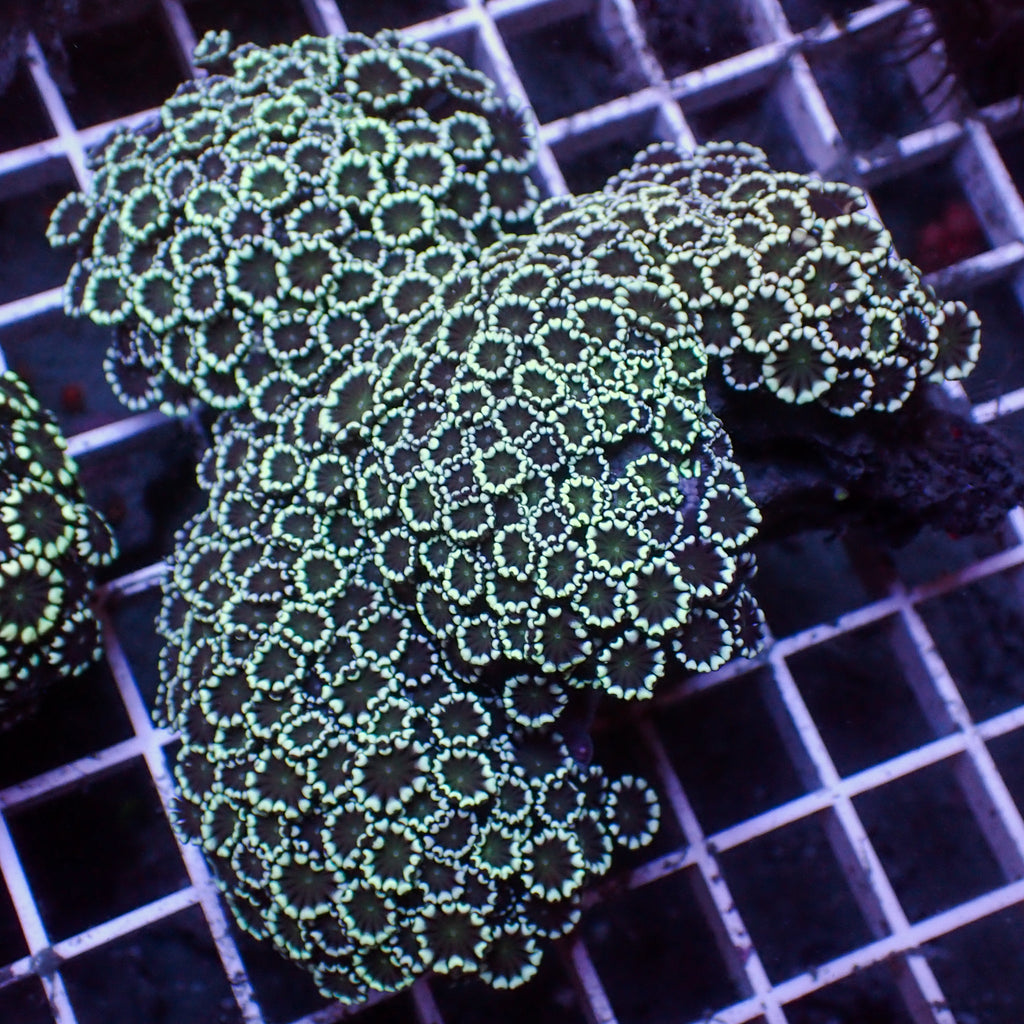 WYSIWYG Green Mouth Alveopora Colony (4-5") - Corals Anonymous