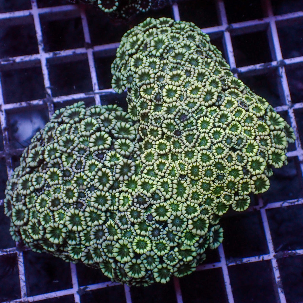 WYSIWYG Green Mouth Alveopora Colony (3-4") - Corals Anonymous