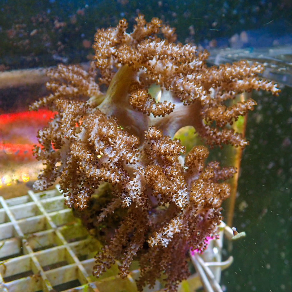 WYSIWYG XL Cauliflower Colt Coral Mother Colony (4-5") - Corals Anonymous