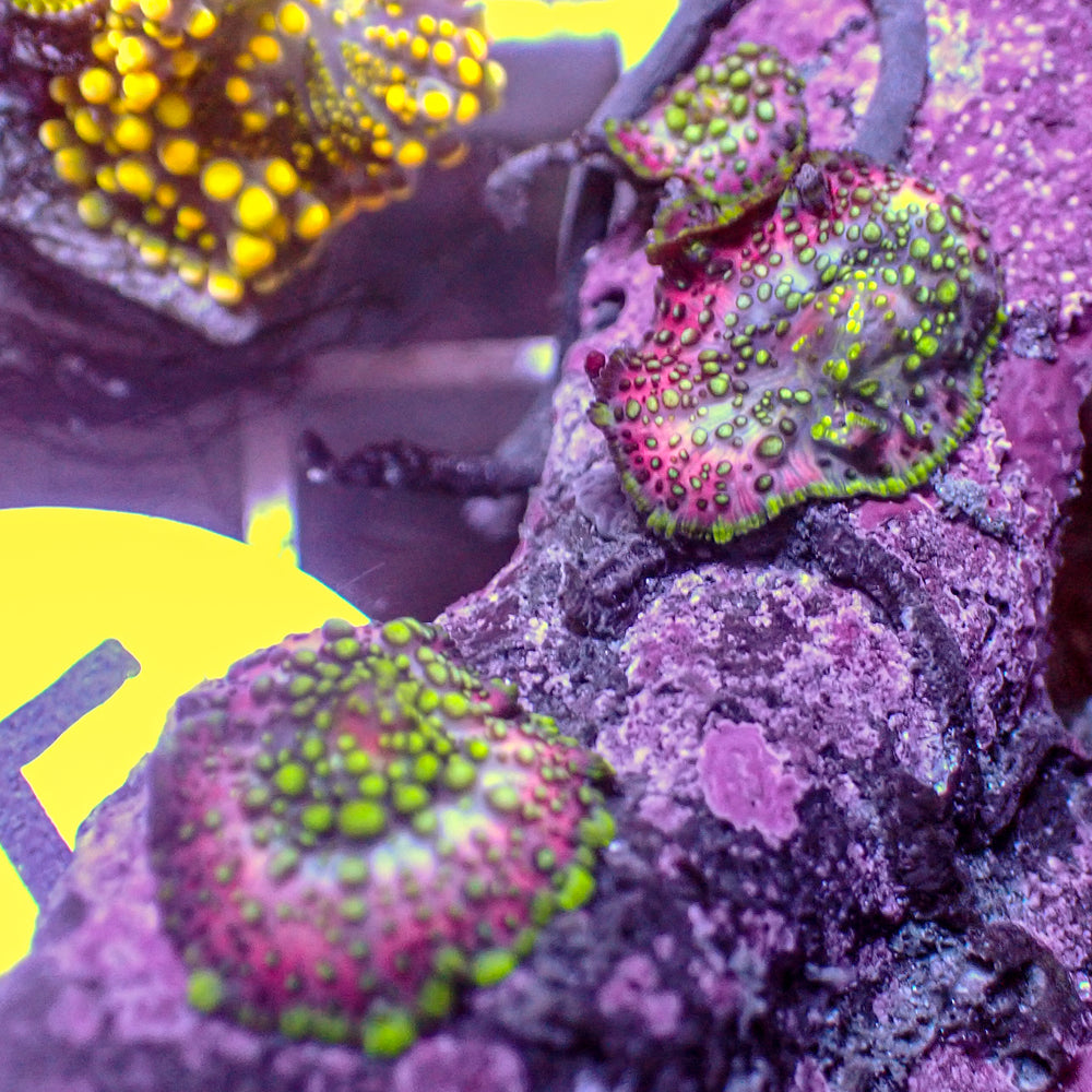 WYSIWYG Lava Lamp Discosoma Mushroom Combo (3 Polyps)