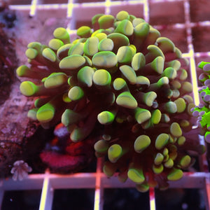 WYSIWYG Iridescent Rainbow Mushroom Combo (3 Polyps)