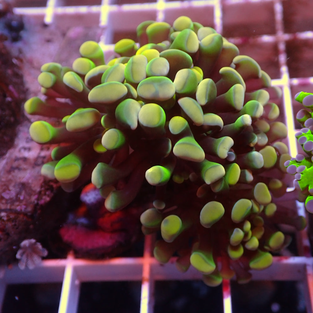 WYSIWYG Iridescent Rainbow Mushroom Combo (3 Polyps)