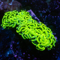 WYSIWYG Neon Green Wall Hammer (2-3")