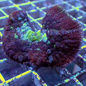 WYSIWYG Large Frankenstein Rhodactis Mushroom (1-2")