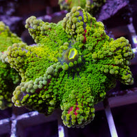 WYSIWYG Rainbow Jelly Pop Twang Yuma Mushroom