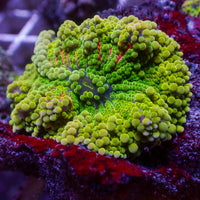 WYSIWYG Rainbow Jelly Pop Twang Yuma Mushroom
