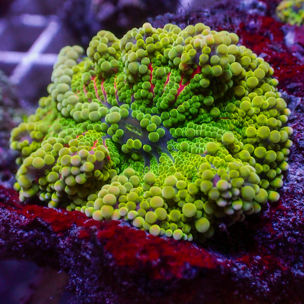 WYSIWYG Rainbow Jelly Pop Twang Yuma Mushroom