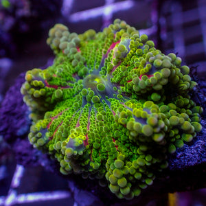 WYSIWYG Rainbow Jelly Pop Twang Yuma Mushroom