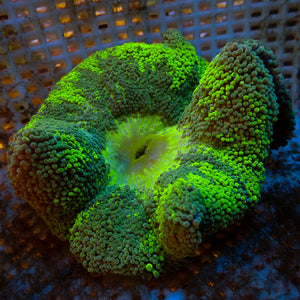 WYSIWYG Lime Green Jawbreaker Haddoni Carpet Anemone (3-5")