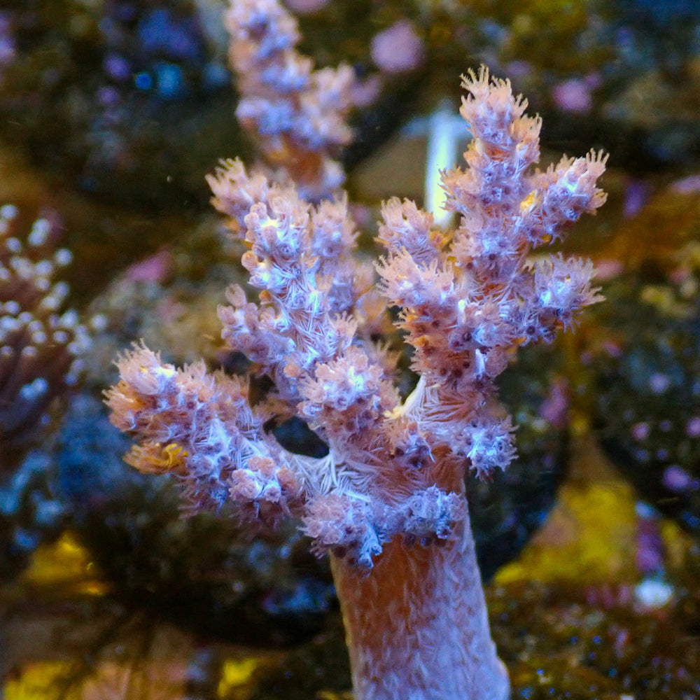 WYSIWYG ECC Koji Wada Pink Nephthea Soft Coral