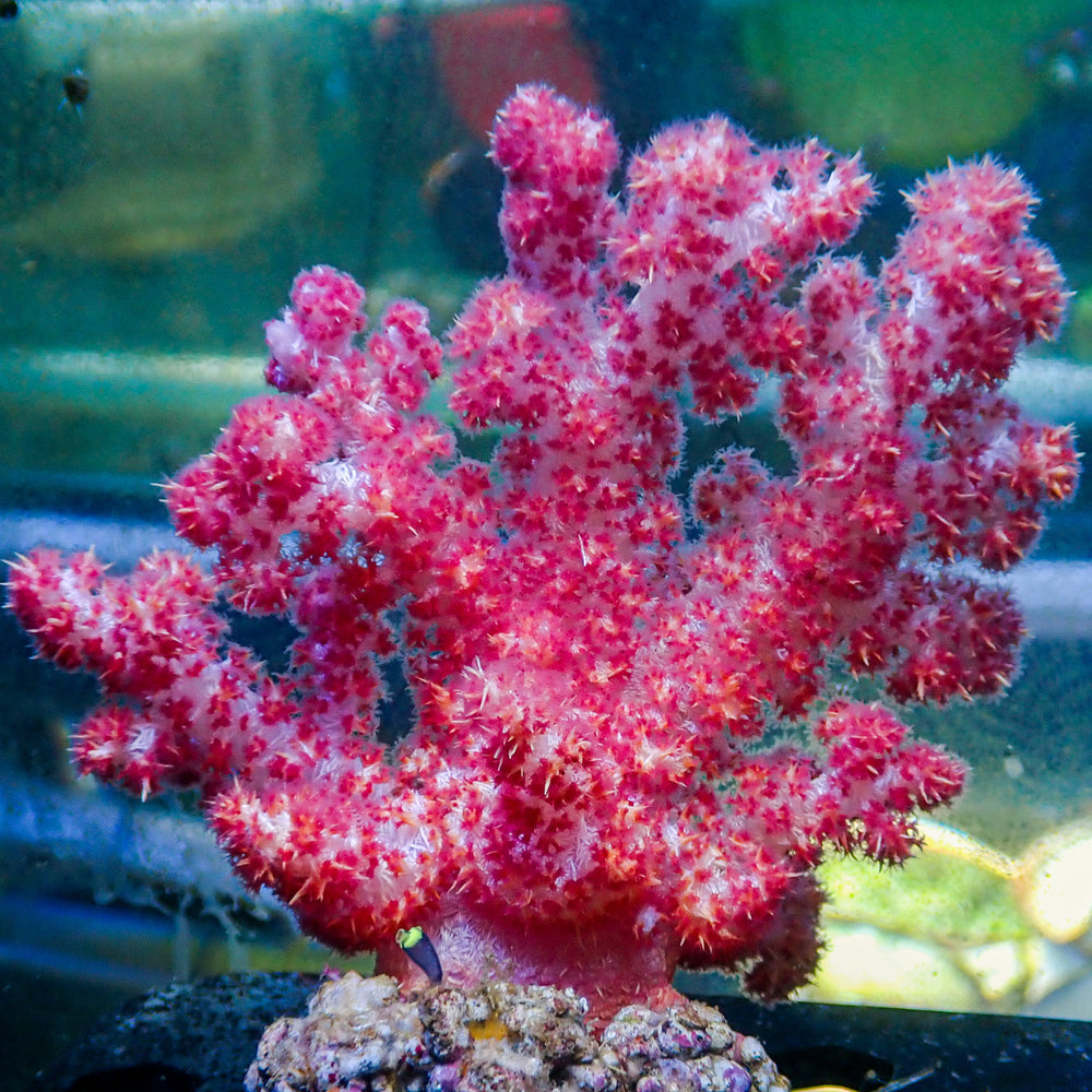 WYSIWYG X-Large Strawberry Carnation Tree Coral Colony (5-6”)