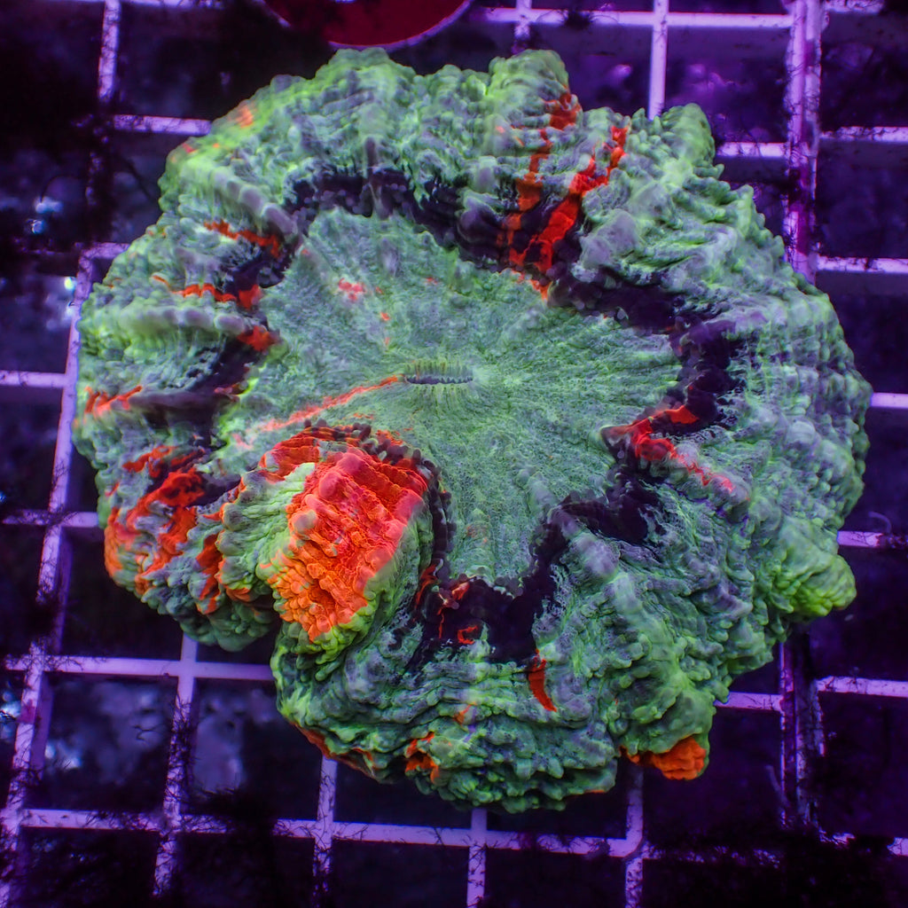 WYSIWYG Volcanic Vein Acanthophyllia - Corals Anonymous