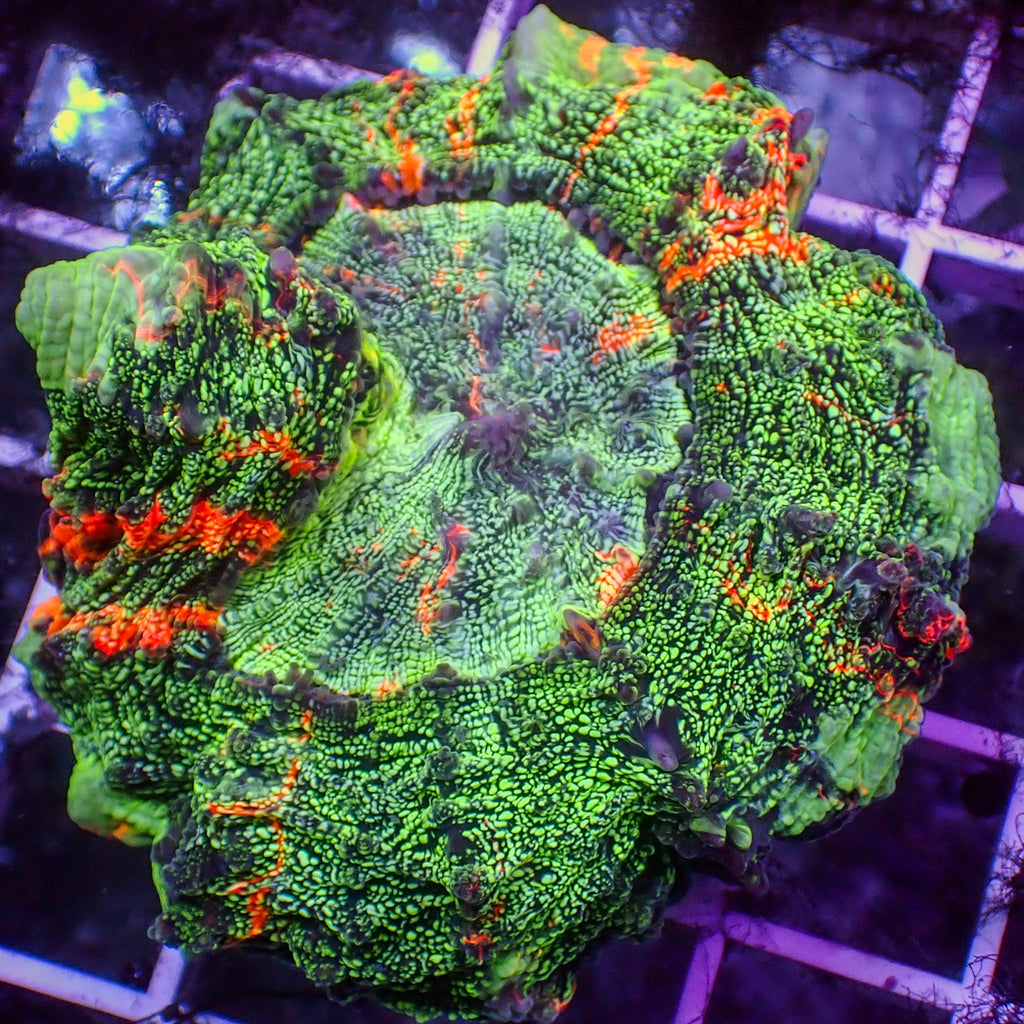 WYSIWYG Carnage Hulk Acanthophyllia - Corals Anonymous