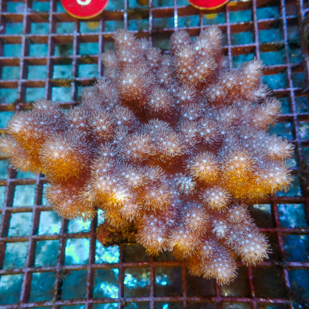 WYSIWYG XL Cauliflower Colt Coral Mother Colony (4-5") - Corals Anonymous