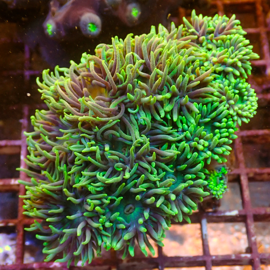 WYSIWYG Ultra Acid Rave Duncan Colony (15+ Polyps) - Corals Anonymous