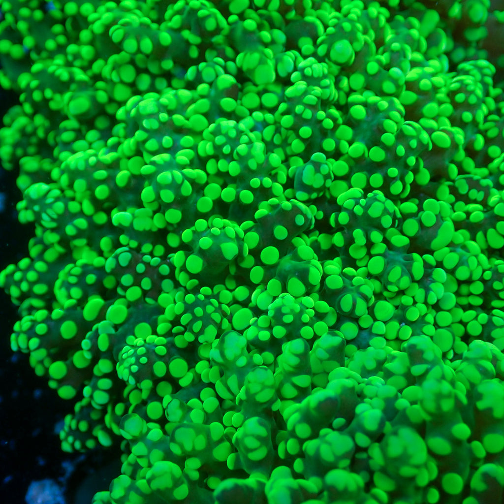 Beginner Corals
