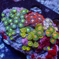 WYSIWYG Rainbow Multicolor Zoa Colony (50+ polyps)