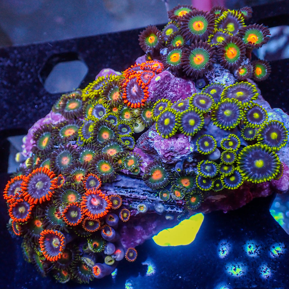 WYSIWYG Rainbow Multicolor Zoa Colony (90+ polyps)
