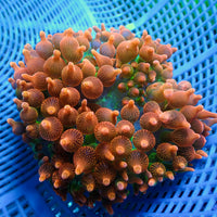WYSIWYG Orange Burst Bubble Tip Anemone (5-7") - Corals Anonymous
