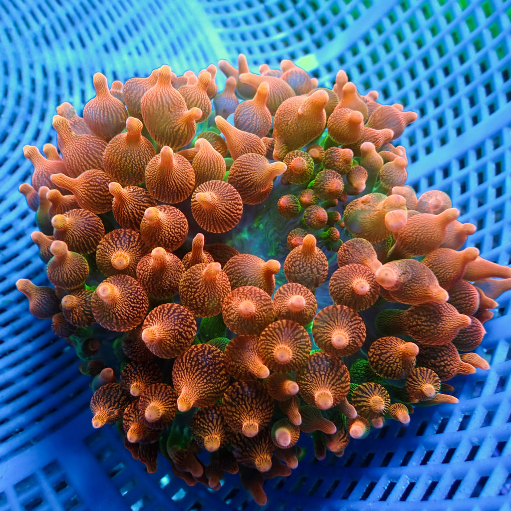 WYSIWYG Orange Burst Bubble Tip Anemone (5-7") - Corals Anonymous