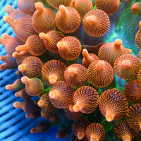 WYSIWYG Orange Burst Bubble Tip Anemone (5-7") - Corals Anonymous
