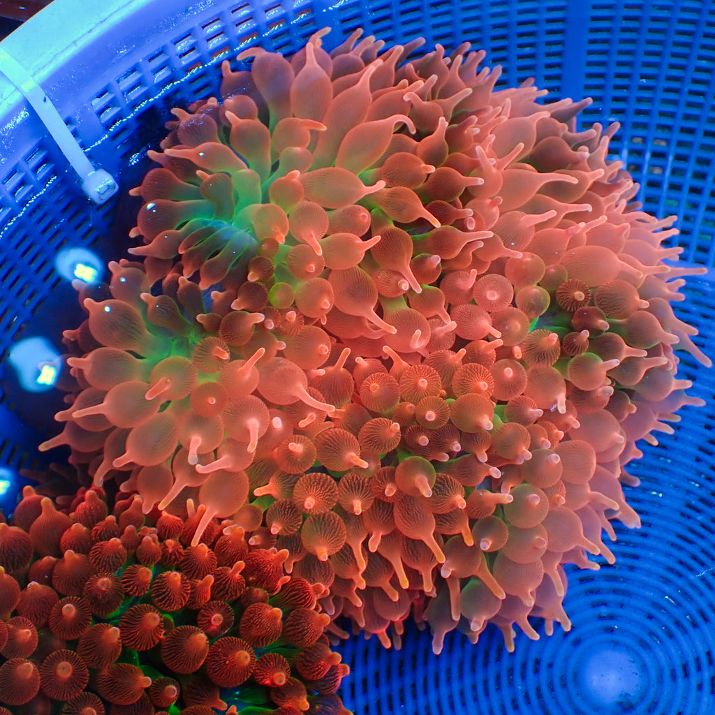 WYSIWYG Princess Peach Rainbow Bubble Tip Anemone (Showpiece, 6-8") - Corals Anonymous