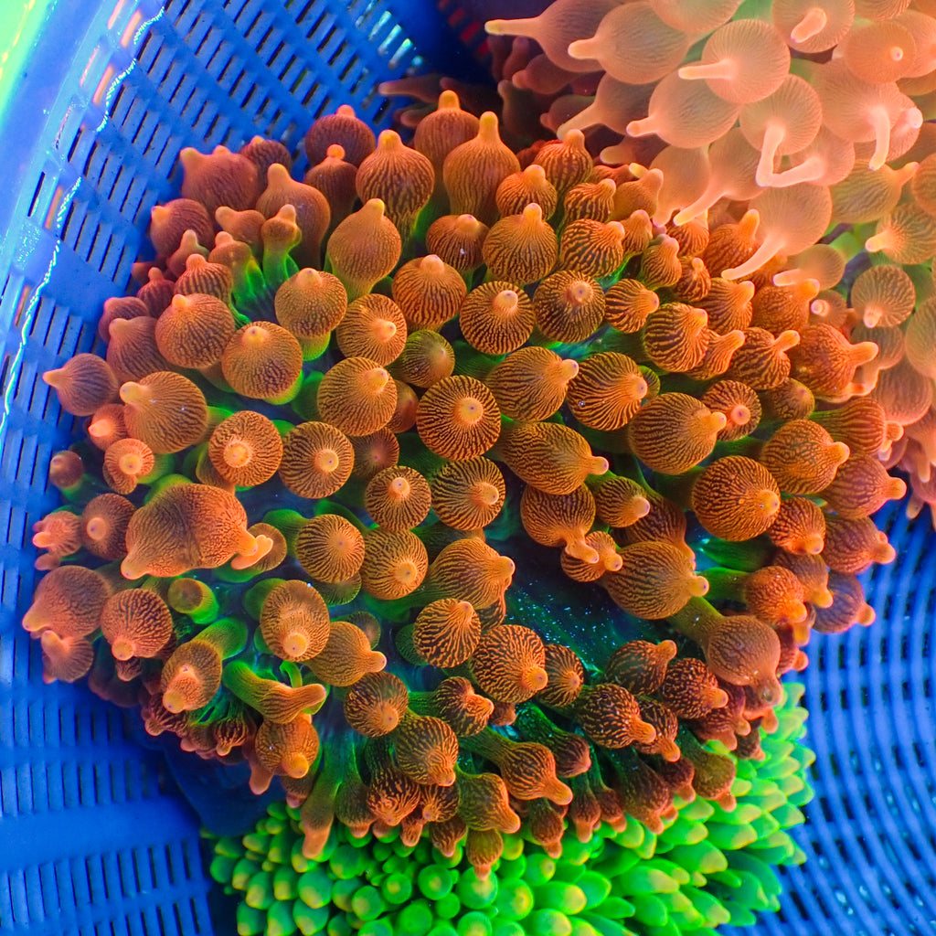 WYSIWYG Orange Burst Bubble Tip Anemone (5-7") - Corals Anonymous