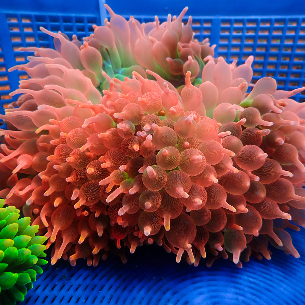 WYSIWYG Princess Peach Rainbow Bubble Tip Anemone (Showpiece, 6-8") - Corals Anonymous