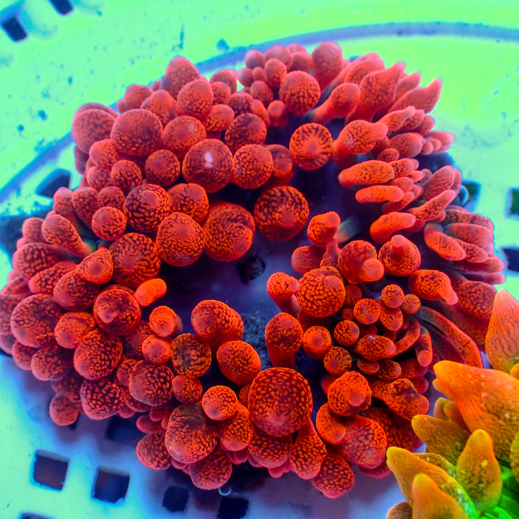 WYSIWYG CA Red Devil Bubble Tip Anemone (1-3") - Corals Anonymous