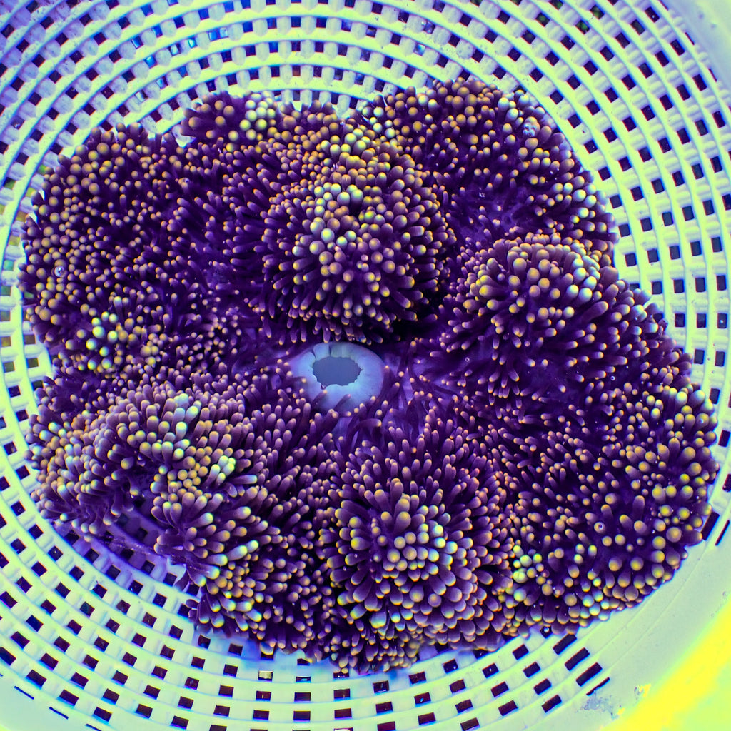 WYSIWYG Yellow Spark Mertensii Carpet Anemone (6-9") - Corals Anonymous