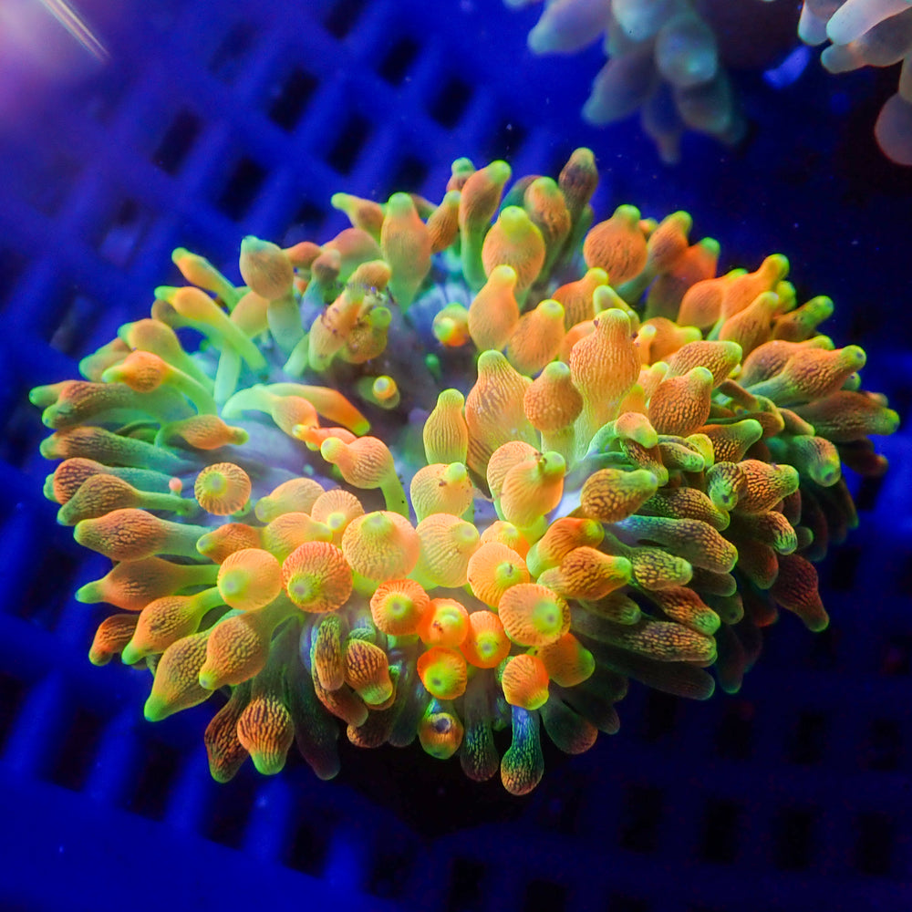 WYSIWYG Ultra Rainbow Sunburst Bubble Tip Anemone (3-5”)