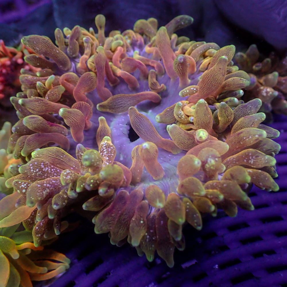 WYSIWYG Ultra Rainbow Celestial Carnage Bubble Tip Anemone (Rare, 3-5”)