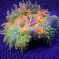 WYSIWYG Ultra Rainbow Cotton Candy Burst Bubble Tip Anemone (3-5”)