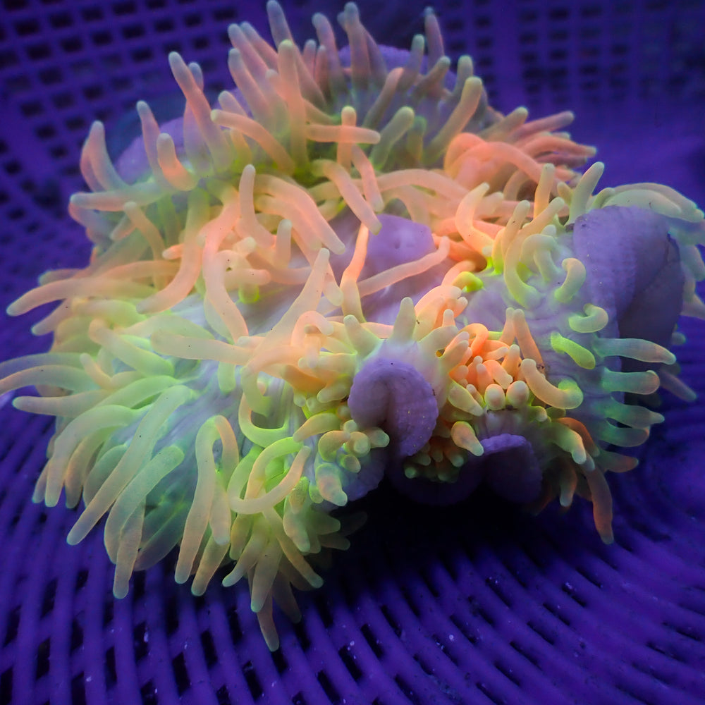WYSIWYG Ultra Rainbow Cotton Candy Burst Bubble Tip Anemone (3-5”)