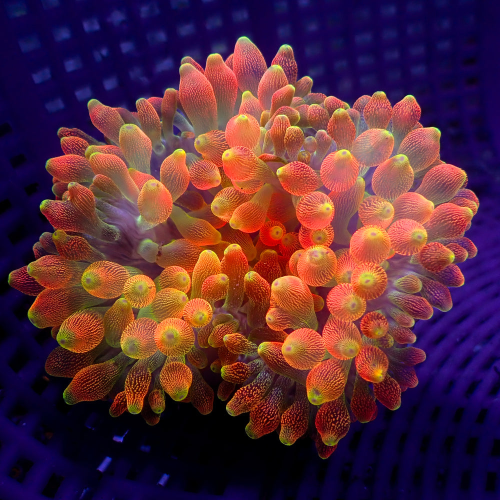 WYSIWYG Vulcan Sunburst Bubble Tip Anemone (Rare, 3-5”)