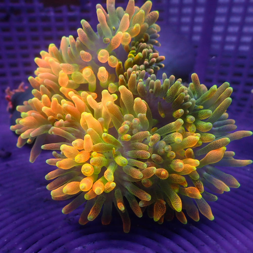 WYSIWYG Pacific Sunburst Bubble Tip Anemone (3-5”)