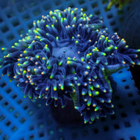 WYSIWYG Rainbow Aroura's Light Bubble Tip Anemone (Rare, 2-4")