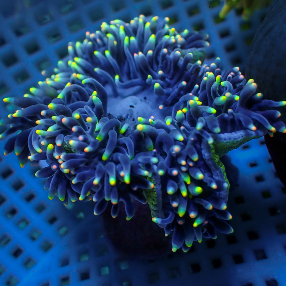 WYSIWYG Rainbow Aroura's Light Bubble Tip Anemone (Rare, 2-4