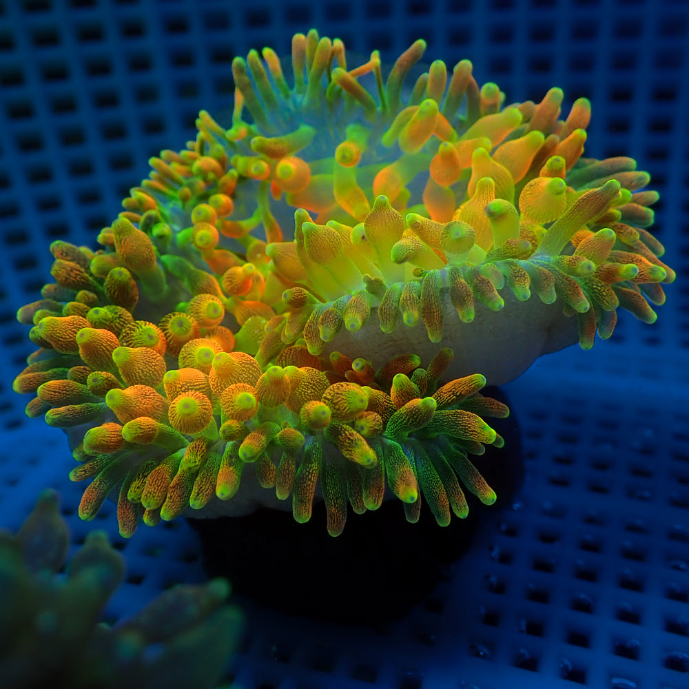 WYSIWYG Pacific Sunburst Bubble Tip Anemone (3-5”)