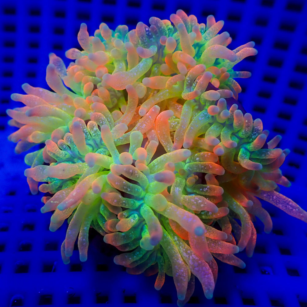 WYSIWYG Ultra Rainbow Fairy Dust Burst Bubble Tip Anemone (3-5”)