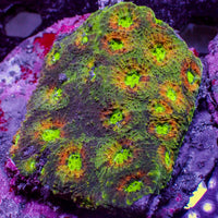 WYSIWYG Acid Trip Rainbow Favia Colony (20+ Polyps)