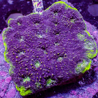WYSIWYG Purple Haze Favia Colony (15+ Polyps)