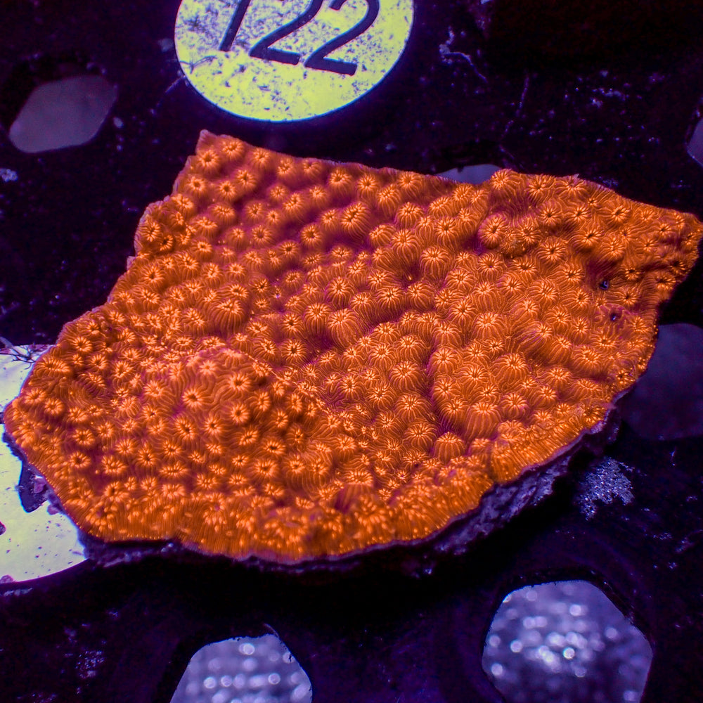 WYSIWYG Orange Pavona SPS Coral Colony (2-3