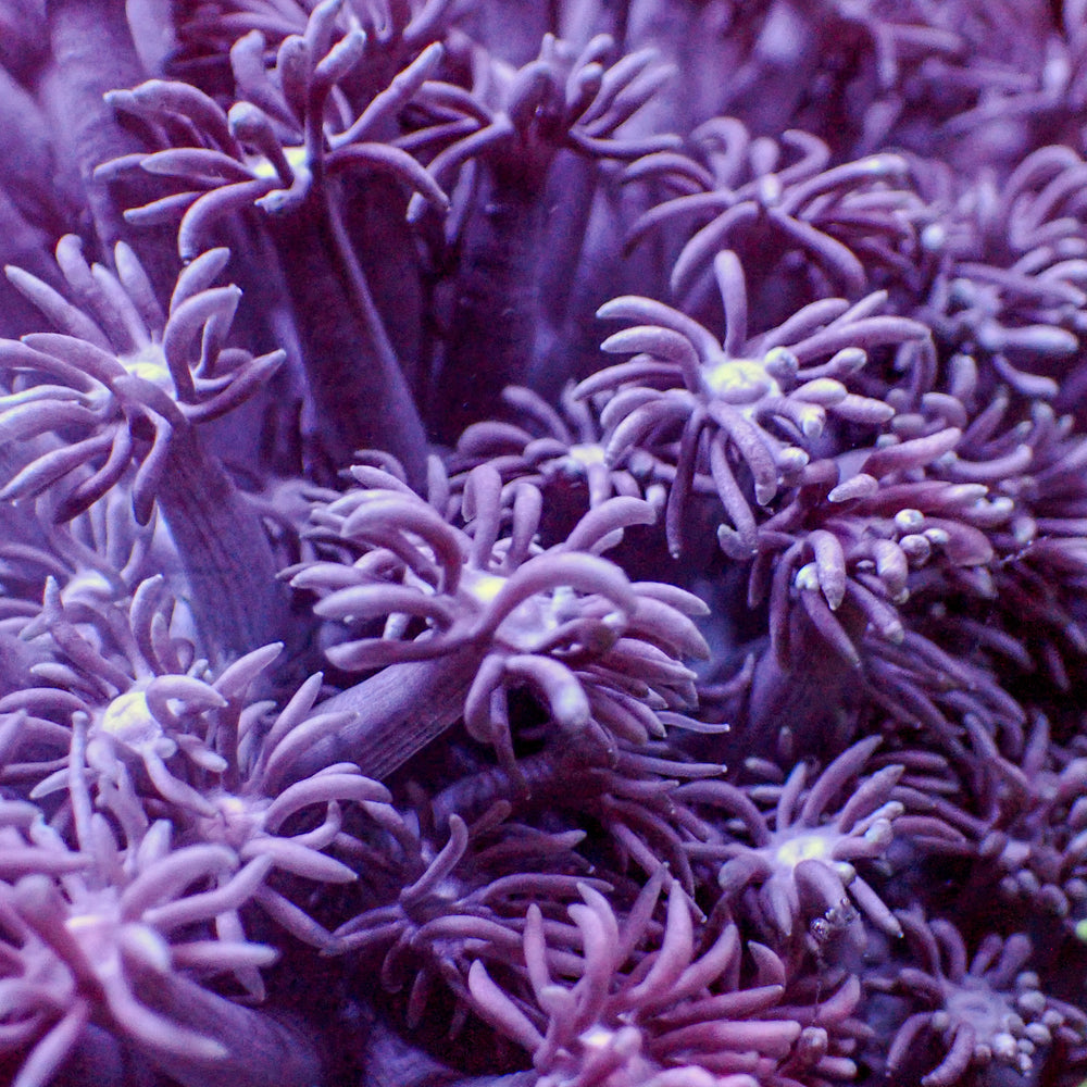 Purple Goniopora (0.5-1” Frag)